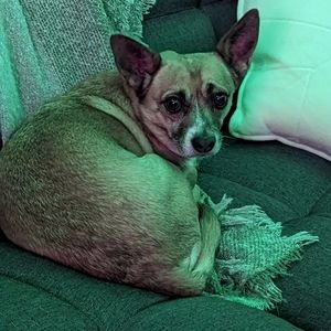 PET FRIENDLY, SMOKE FREE CLOSET